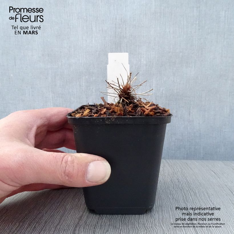 Geranium clarkei Kashmir Pink 8/9 cm pot sample as delivered in spring