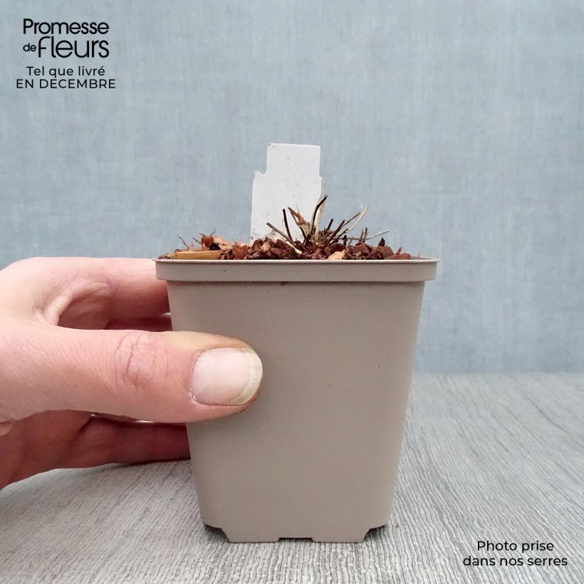 Example of Geranium clarkei Kashmir White 8/9 cm pot as you get in hiver