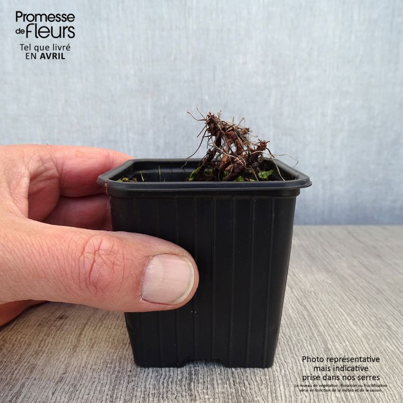 Geranium dalmaticum Bressingham Pink 8/9 cm pot sample as delivered in spring