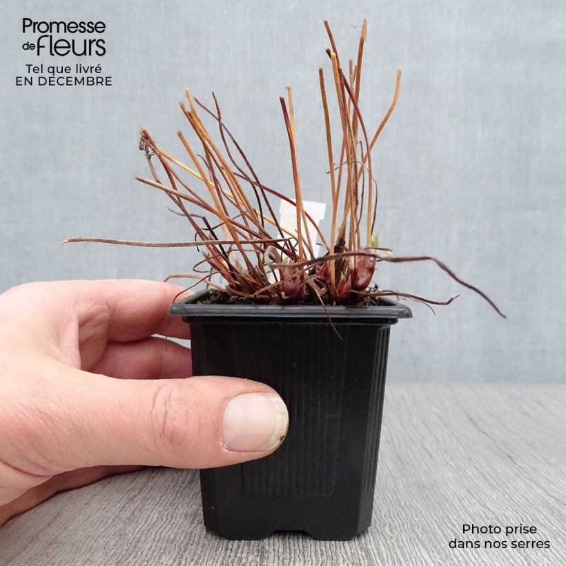 Geranium endressii - Endres cranesbill 8/9 cm pot sample as delivered in winter