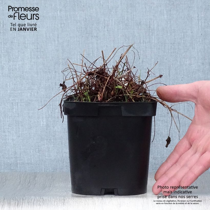 Geranium endressii - Endres cranesbill 2L/3L pot sample as delivered in winter