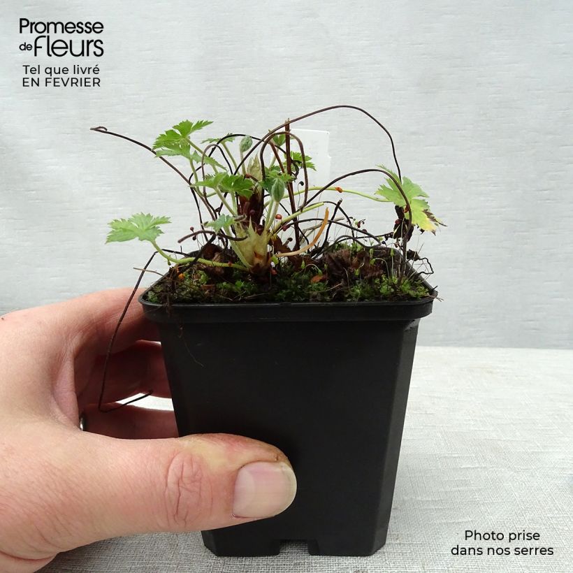 Geranium endressii Wargrave Pink 8/9 cm pot sample as delivered in winter