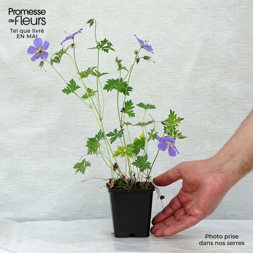 Geranium himalayense - Himalayan Cranesbill 8/9 cm pot sample as delivered in spring