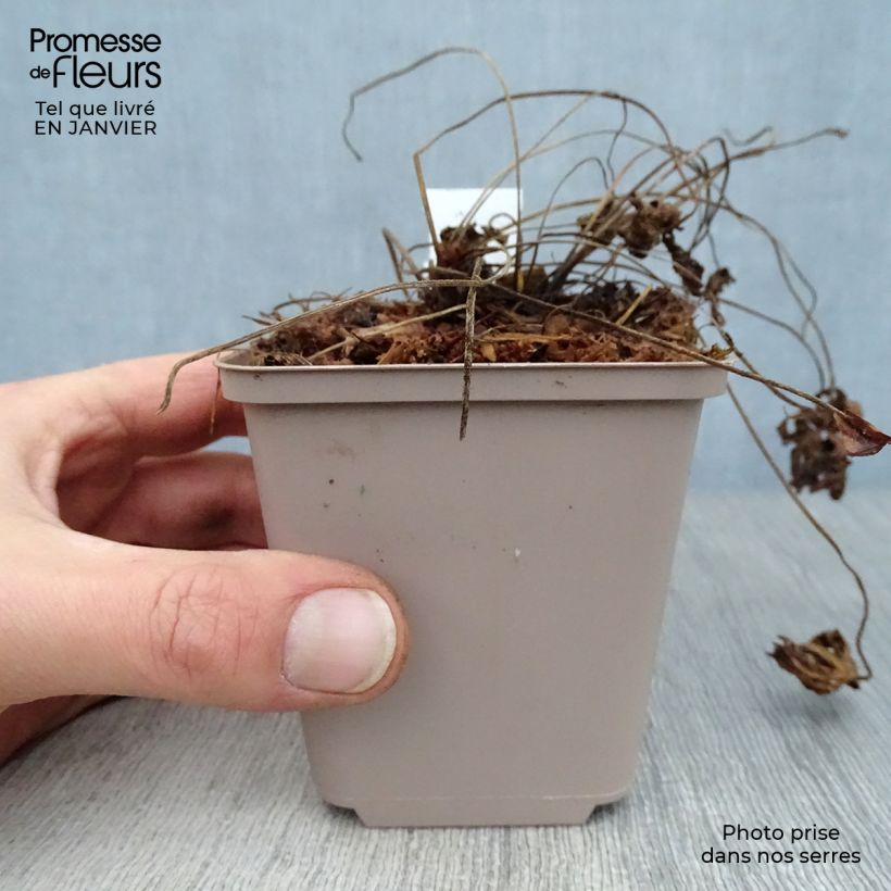 Geranium himalayense Derrick Cook 8/9 cm pot sample as delivered in winter