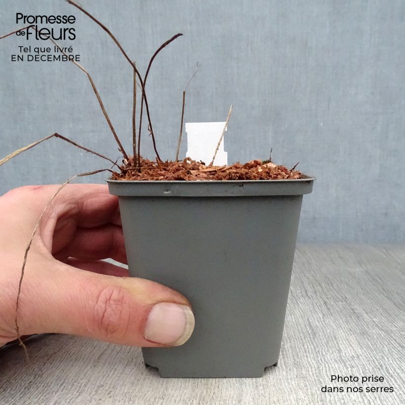 Geranium himalayense Gravetye 8/9 cm pot sample as delivered in winter