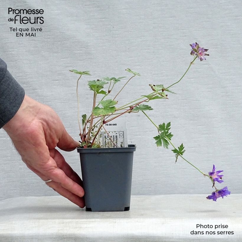 Geranium himalayense Plenum 8/9 cm pot sample as delivered in spring