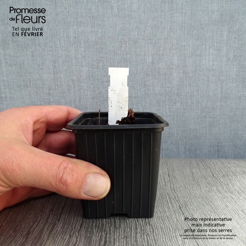 Geranium himalayense Plenum 8/9 cm pot sample as delivered in winter