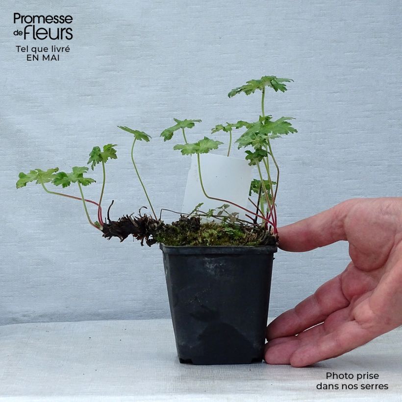 Geranium ibericum 8/9 cm pot sample as delivered in spring