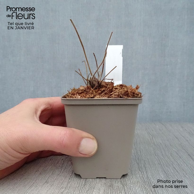 Geranium ibericum 8/9 cm pot sample as delivered in winter