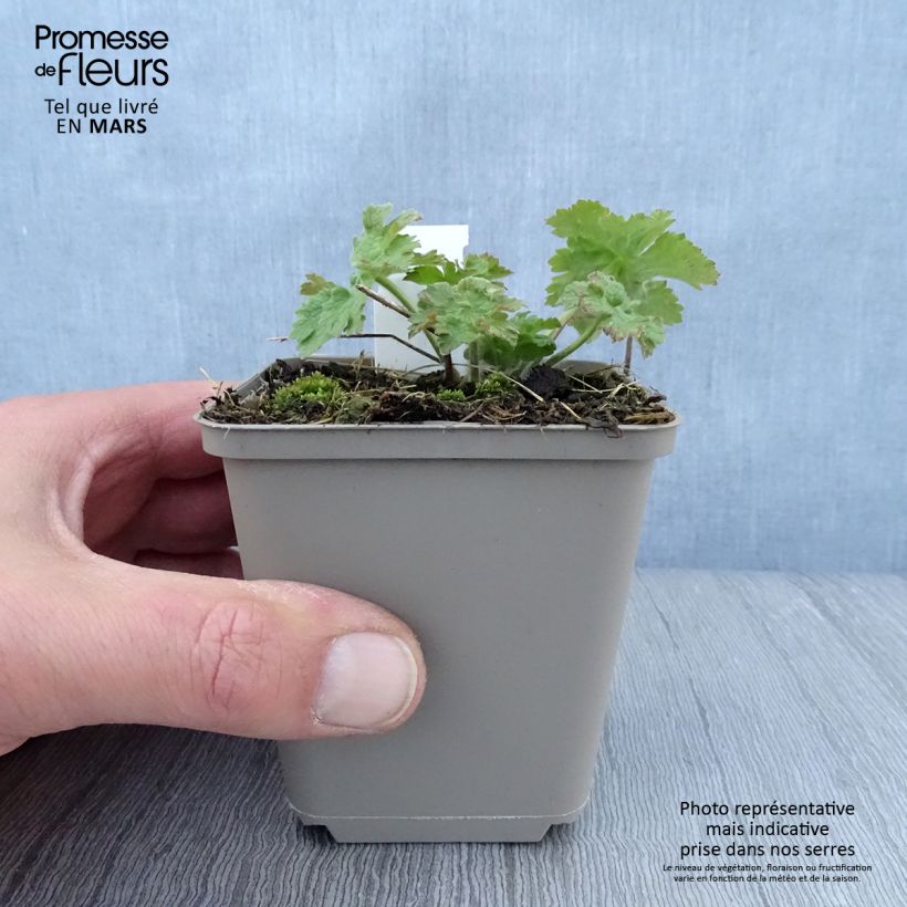 Geranium ibericum subsp. jubatum Vital 8/9 cm pot sample as delivered in spring