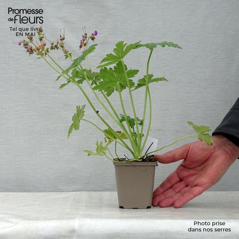 Geranium macrorrhizum Bevans Variety 8/9 cm pot sample as delivered in spring