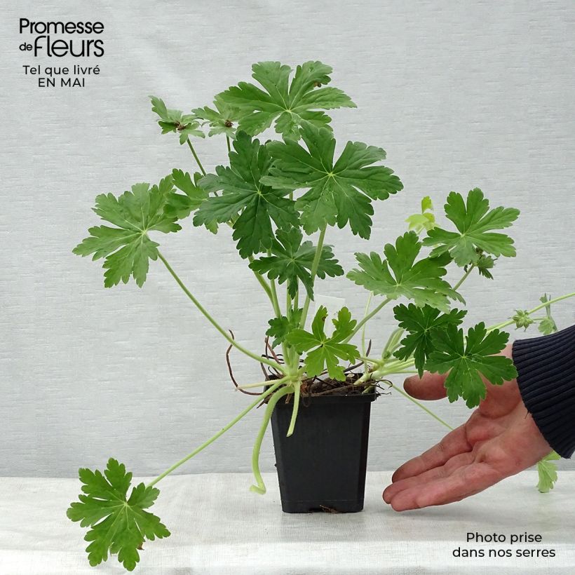 Geranium macrorrhizum Czakor 8/9 cm pot sample as delivered in spring