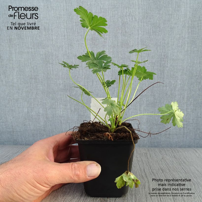 Geranium macrorrhizum - Bigroot Geranium 8/9 cm pot sample as delivered in autumn