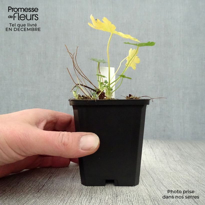 Geranium macrorrhizum Olympos 8/9 cm pot sample as delivered in winter