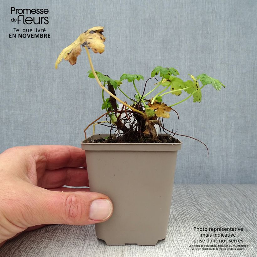 Geranium macrorrhizum White-Ness 8/9 cm pot sample as delivered in autumn