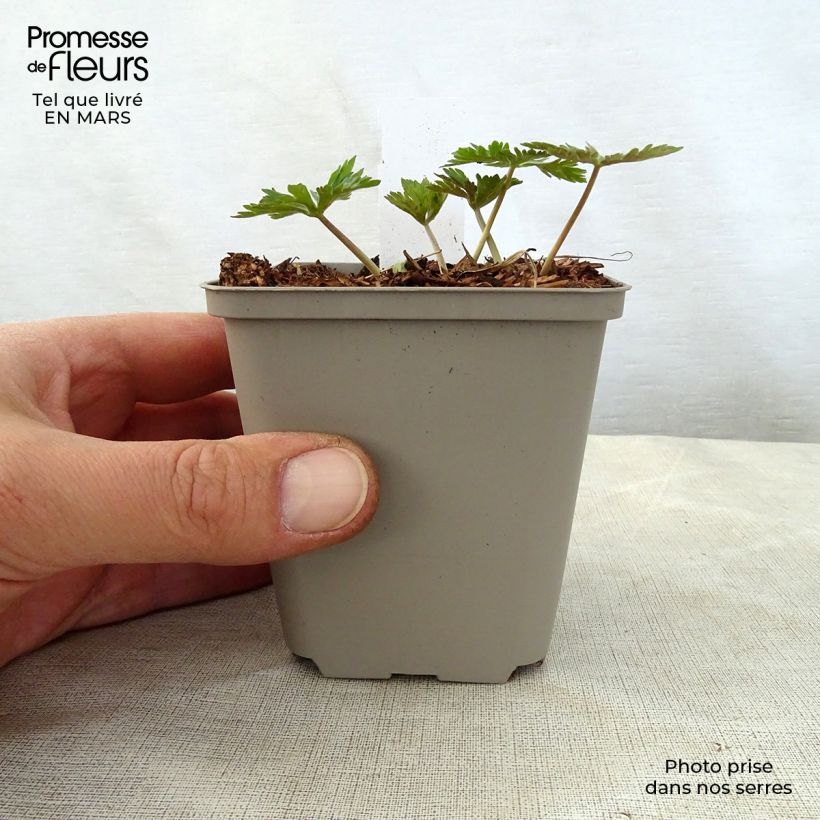 Geranium maculatum Chatto 8/9 cm pot sample as delivered in spring