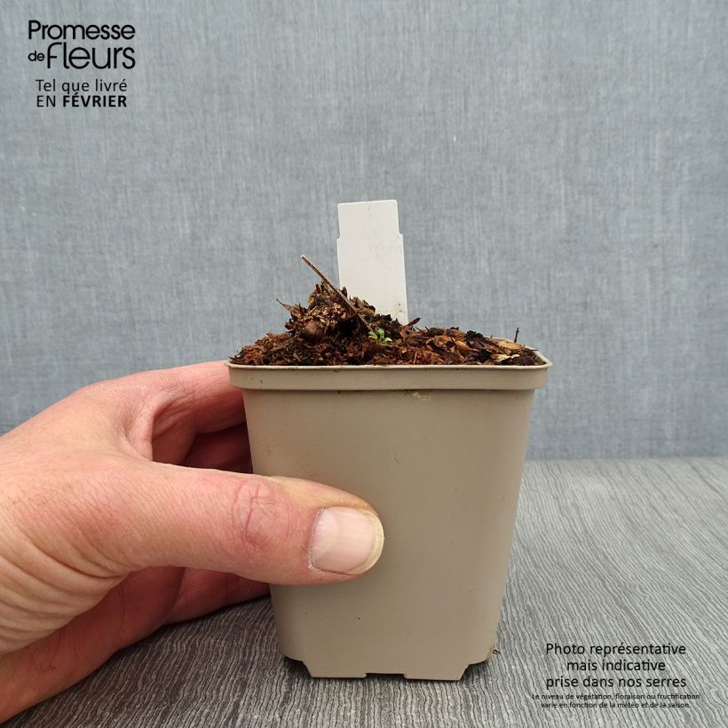 Geranium maculatum Chatto 8/9 cm pot sample as delivered in winter