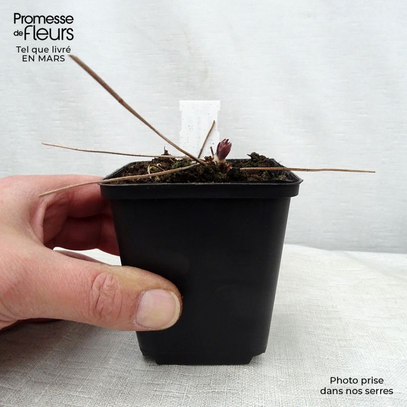 Geranium maculatum Espresso 8/9 cm pot sample as delivered in spring