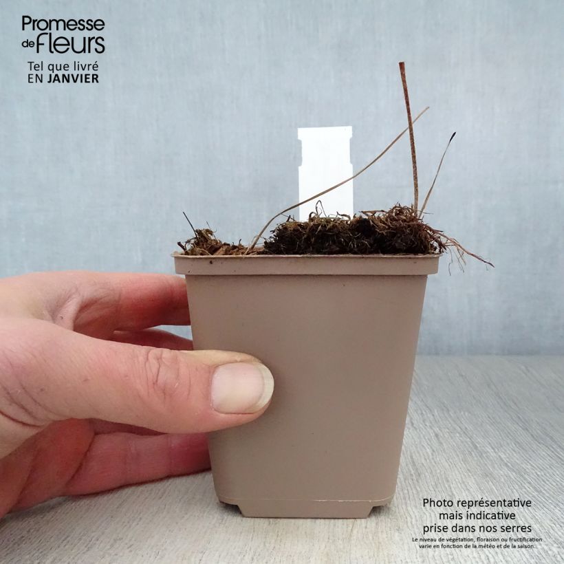 Geranium&#x20;maculatum&#x20;Espresso&#x20;8&#x2F;9&#x20;cm&#x20;pot&#x20;sample&#x20;as&#x20;delivered&#x20;in&#x20;winter