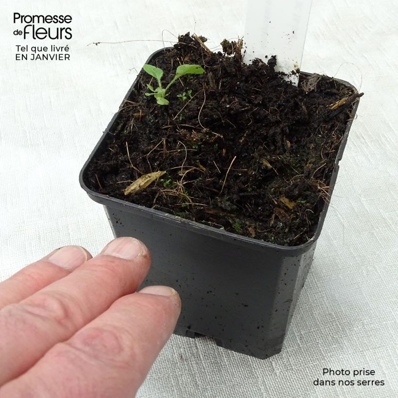 Geranium maculatum var.album 8/9 cm pot sample as delivered in winter