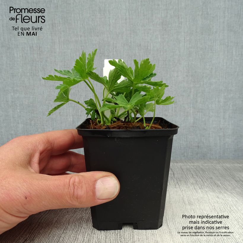 Geranium maculatum var.album 8/9 cm pot sample as delivered in spring