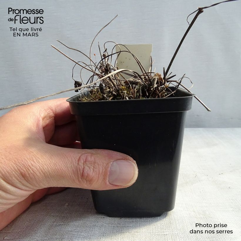 Geranium magnificum Blue Blood 8/9 cm pot sample as delivered in spring