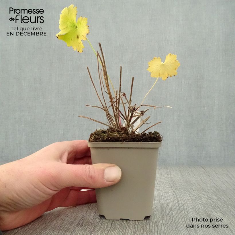 Geranium magnificum 8/9 cm pot sample as delivered in winter