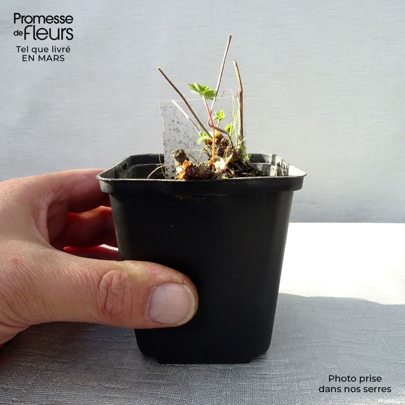 Geranium monacense 8/9 cm pot sample as delivered in spring