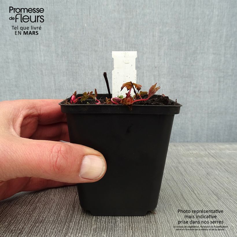 Geranium nodosum Simon 8/9 cm pot sample as delivered in winter