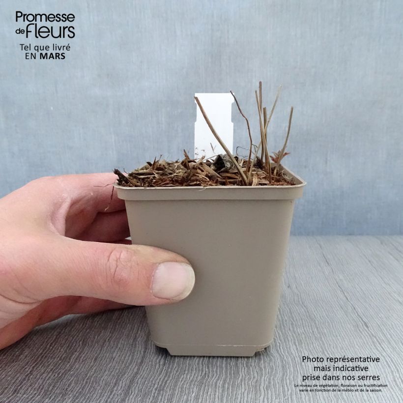 Geranium nodosum Simon 8/9 cm pot sample as delivered in spring