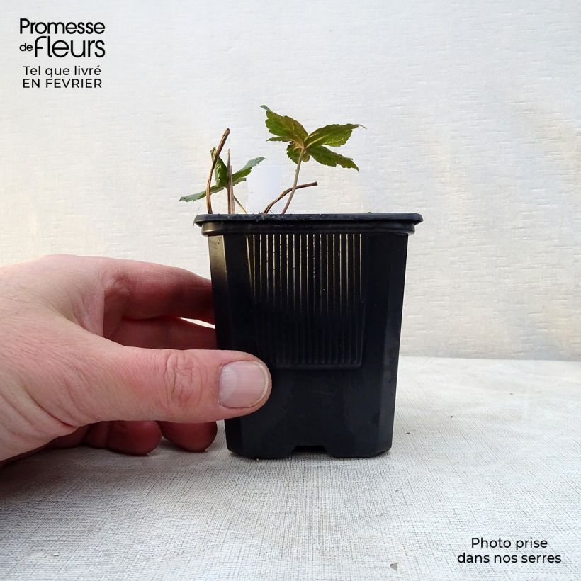 Geranium nodosum - Knotted cranesbill 8/9 cm pot sample as delivered in winter