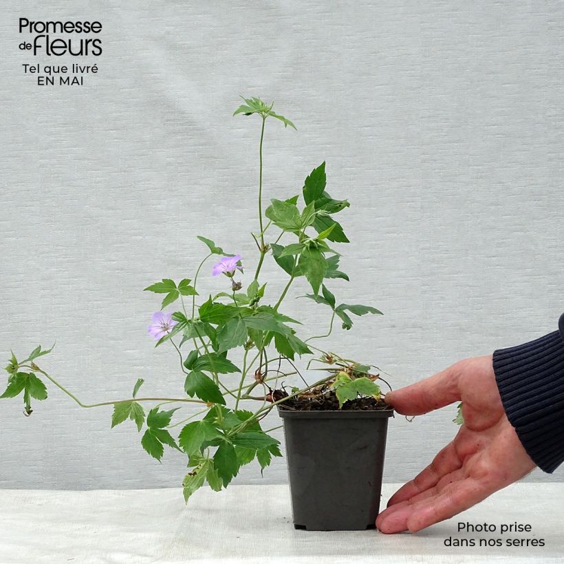Geranium nodosum - Knotted cranesbill 8/9 cm pot sample as delivered in spring