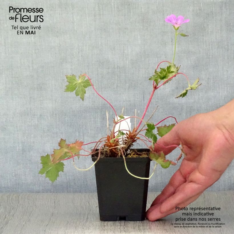 Geranium oxonianum Claridge Druce 8/9 cm pot sample as delivered in spring
