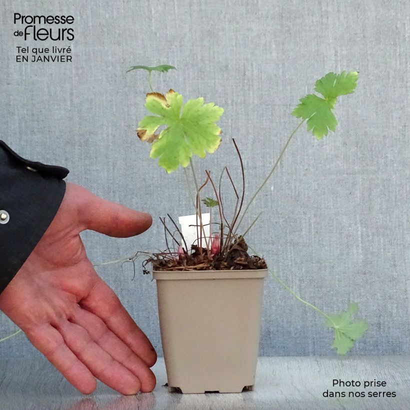 Geranium oxonianum Hollywood 8/9 cm pot sample as delivered in winter