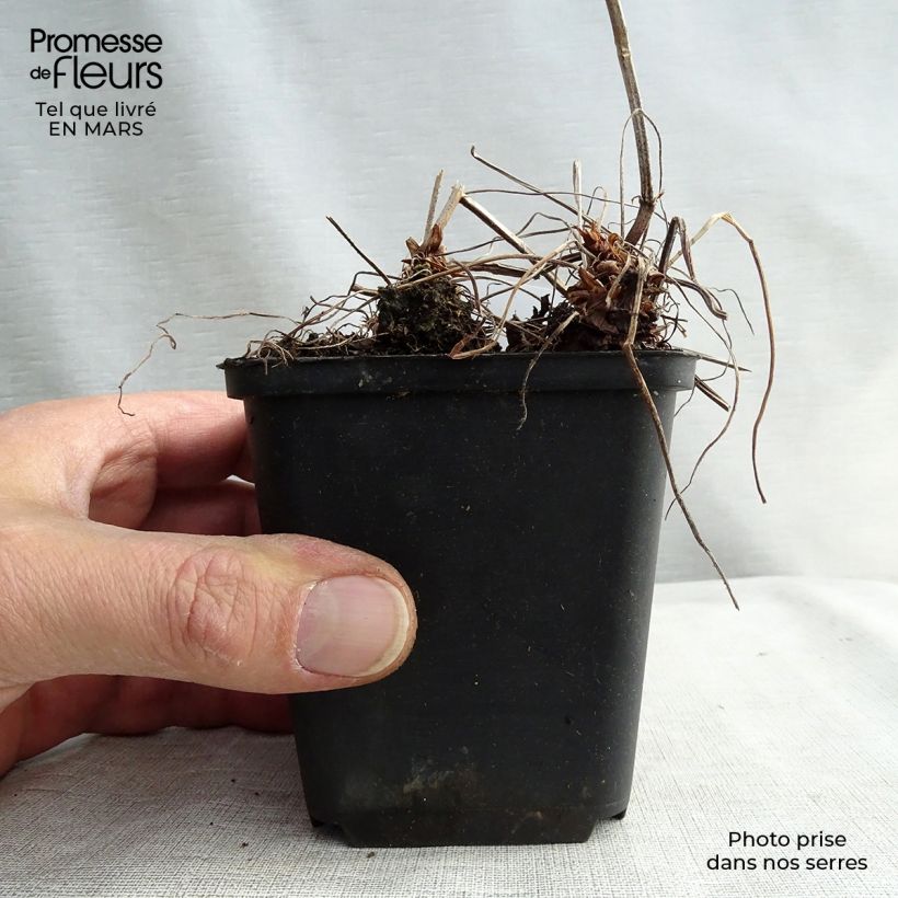 Geranium oxonianum Katherine Adele 8/9 cm pot sample as delivered in winter