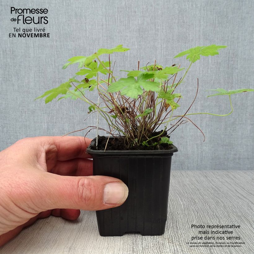 Geranium oxonianum Rosenlicht 8/9 cm pot sample as delivered in autumn