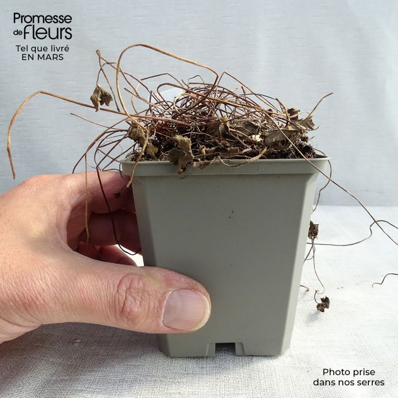 Geranium oxonianum Sanne 8/9 cm pot sample as delivered in winter