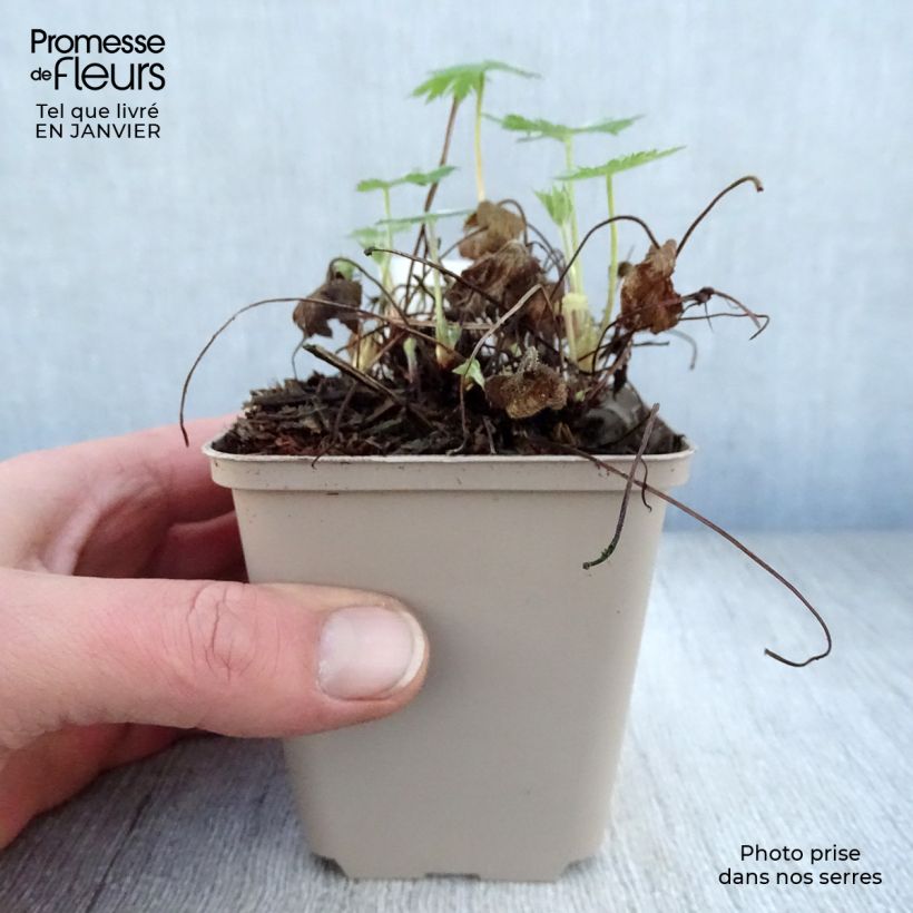 Geranium oxonianum Sherwood 8/9 cm pot sample as delivered in winter