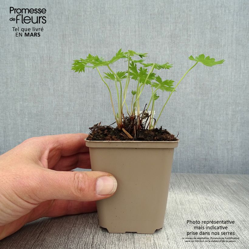 Geranium oxonianum Sherwood 8/9 cm pot sample as delivered in spring