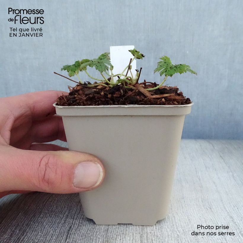 Geranium  oxonianum f. thurstonianum Southcombe Double 8/9 cm pot sample as delivered in winter