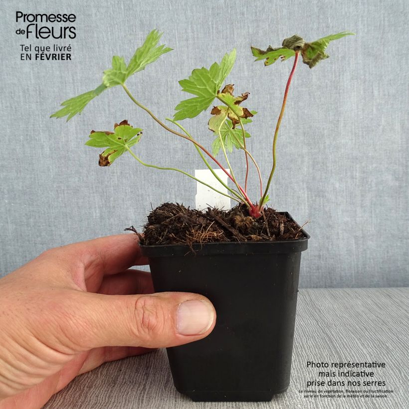 Geranium oxonianum f. thurstonianum 8/9 cm pot sample as delivered in autumn