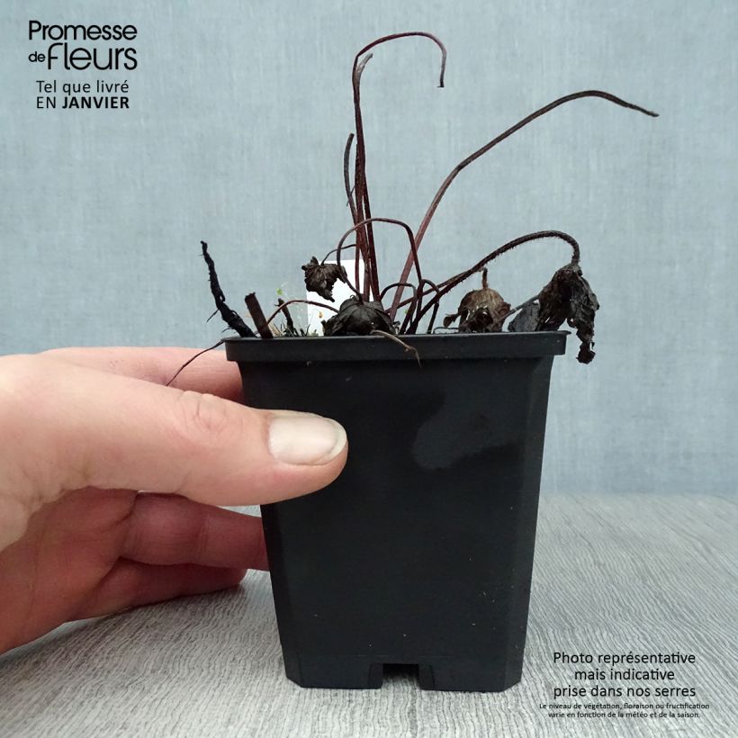 Geranium palustre 8/9 cm pot sample as delivered in winter