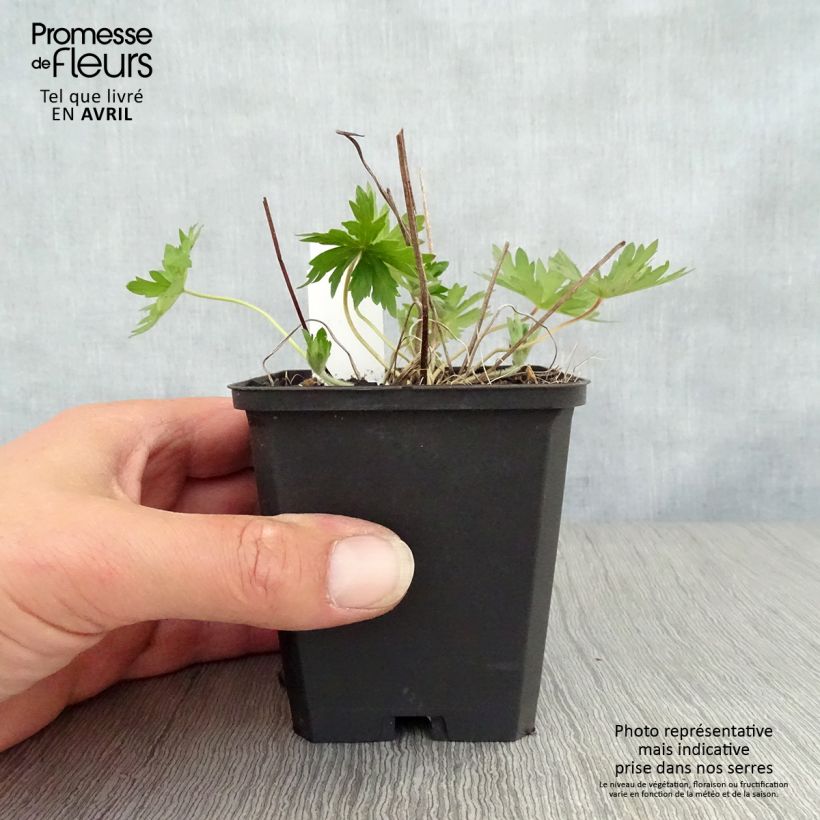 Geranium palustre 8/9 cm pot sample as delivered in spring