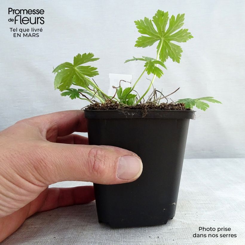 Geranium phaeum Album 8/9 cm pot sample as delivered in winter
