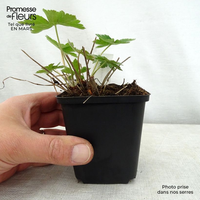 Geranium phaeum Golden Spring 8/9 cm pot sample as delivered in spring