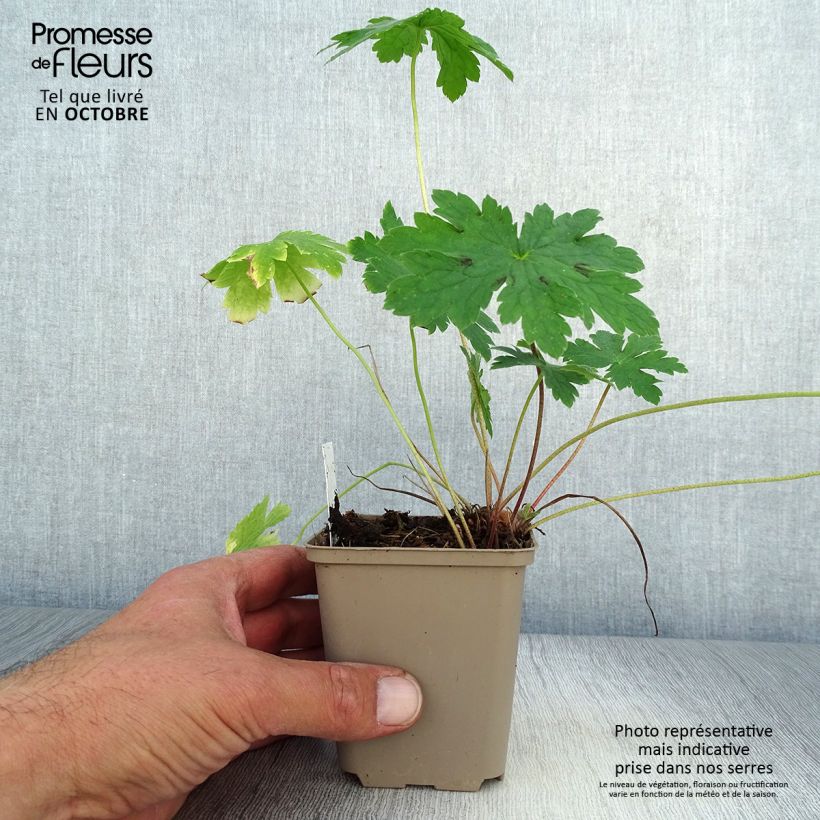 Geranium phaeum Golden Spring 8/9 cm pot sample as delivered in autumn