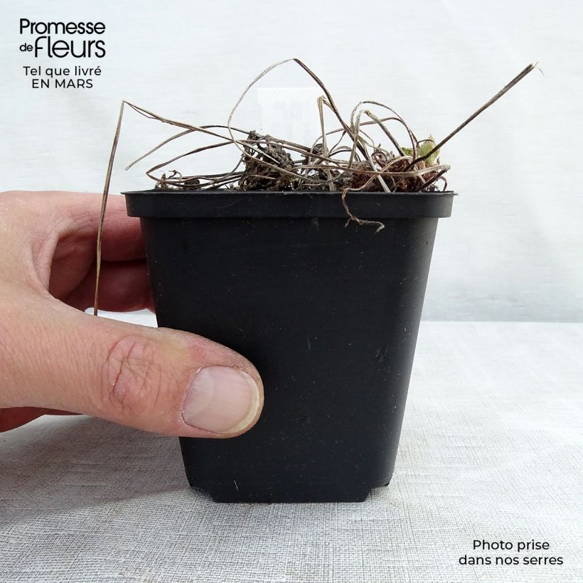 Geranium phaeum Lily Lovell 8/9 cm pot sample as delivered in spring