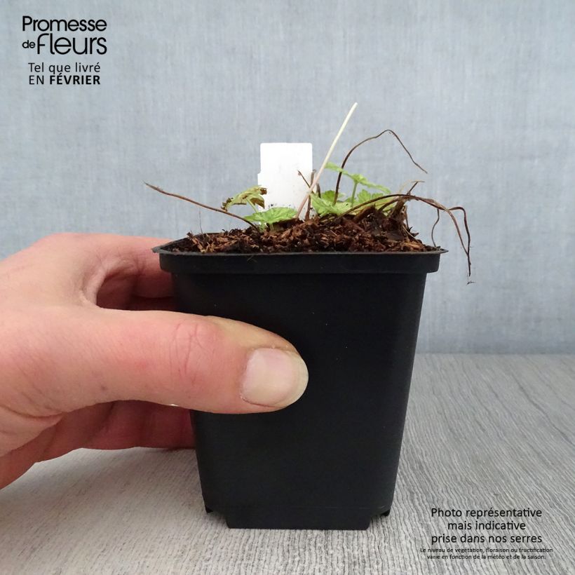 Geranium phaeum Margaret Wilson 8/9 cm pot sample as delivered in winter