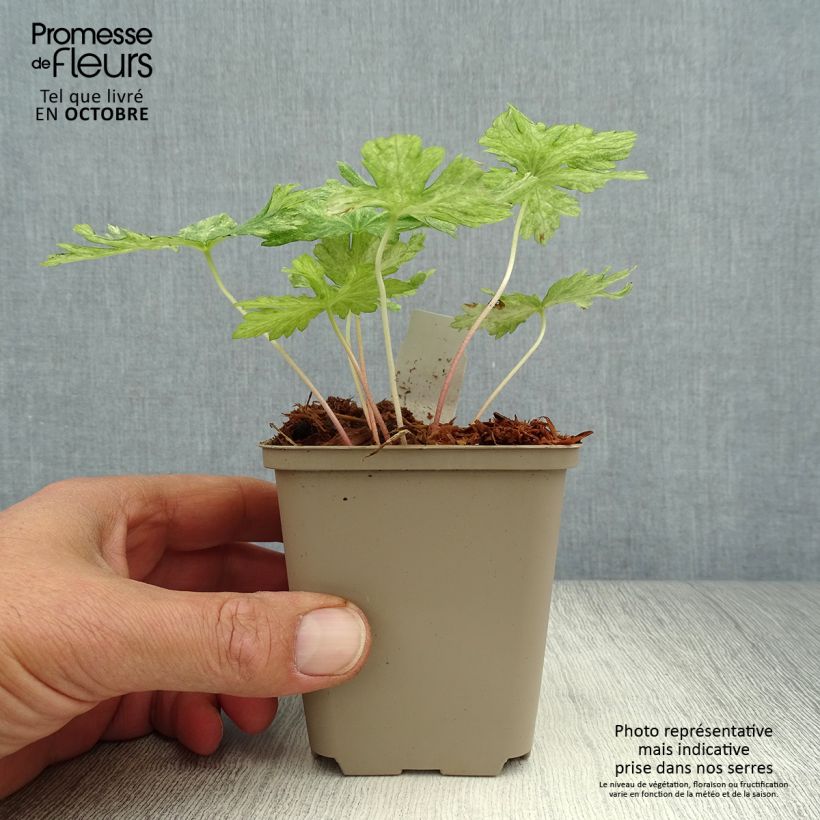 Geranium phaeum Margaret Wilson 8/9 cm pot sample as delivered in autumn