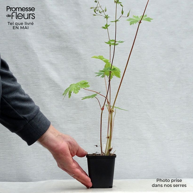 Geranium phaeum Mourning Widow 8/9 cm pot sample as delivered in spring